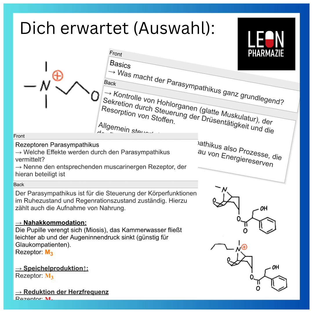 Parasympathikus (Einzelthema) - 25 Karteikarten